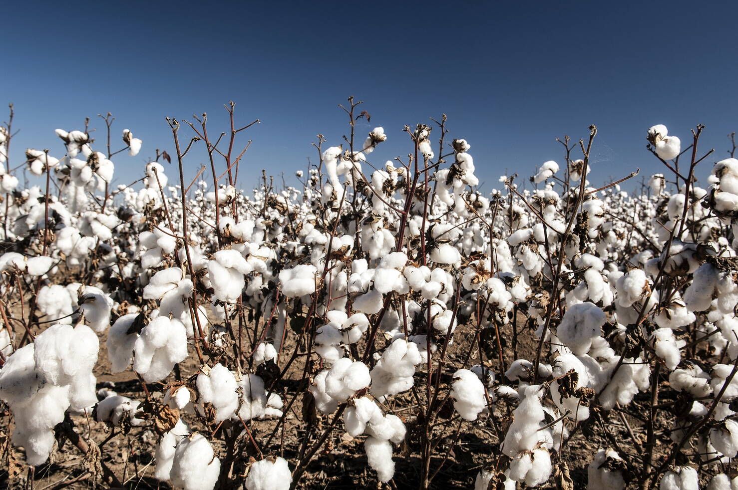 Essential Cotton – The Els